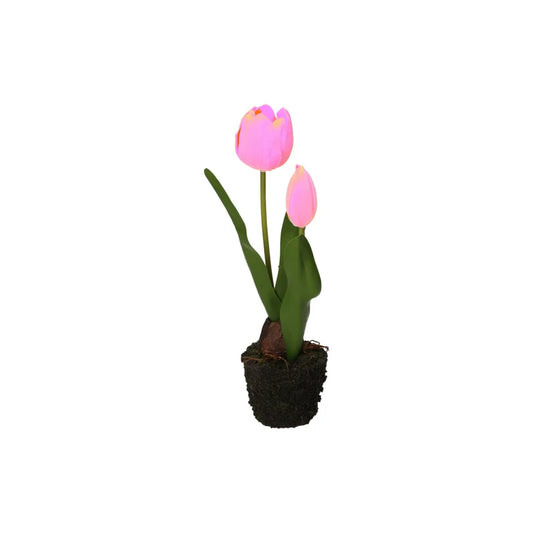 Tulipano zolla, Anna - Plastica