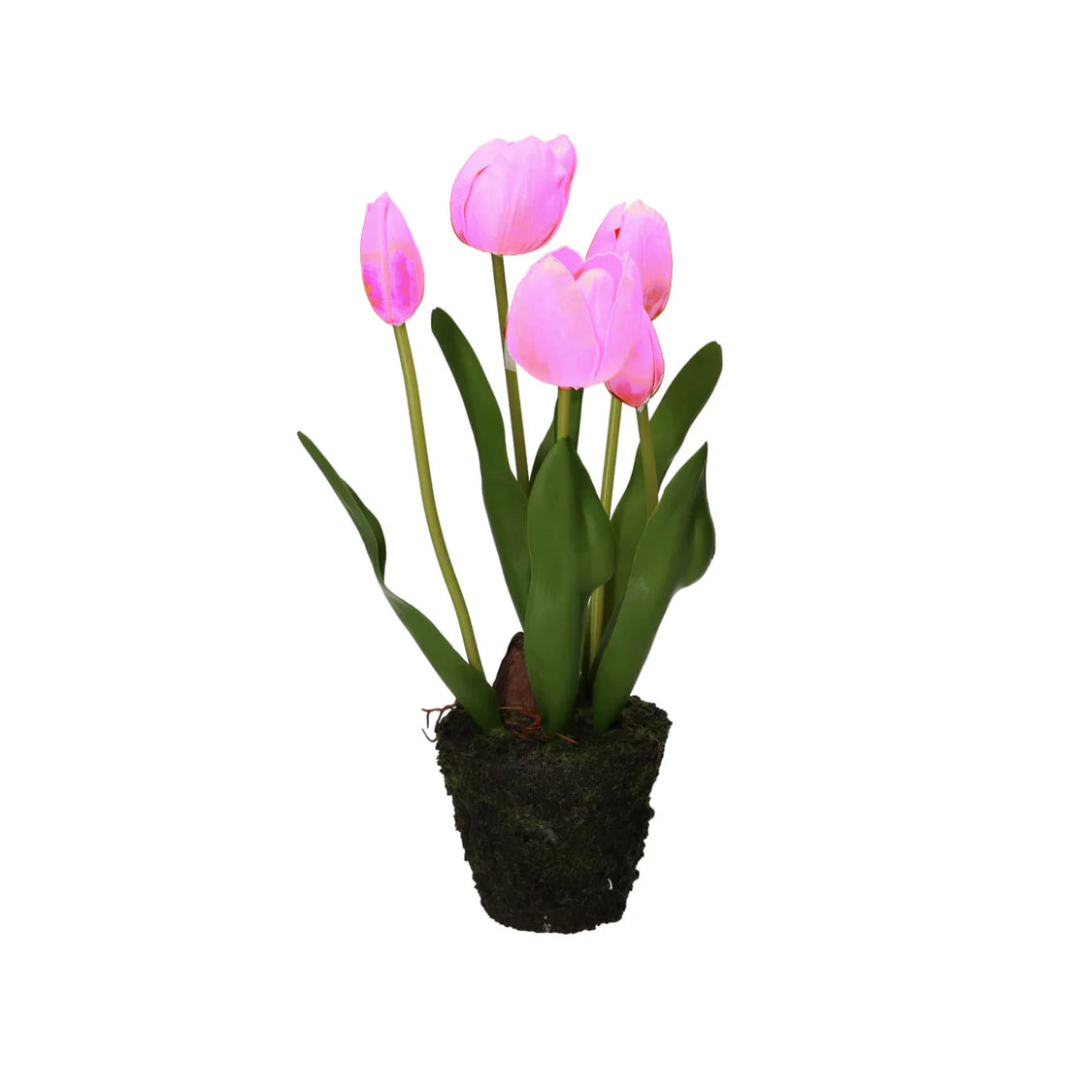 Anna Tulipano Fucsia Zolla M