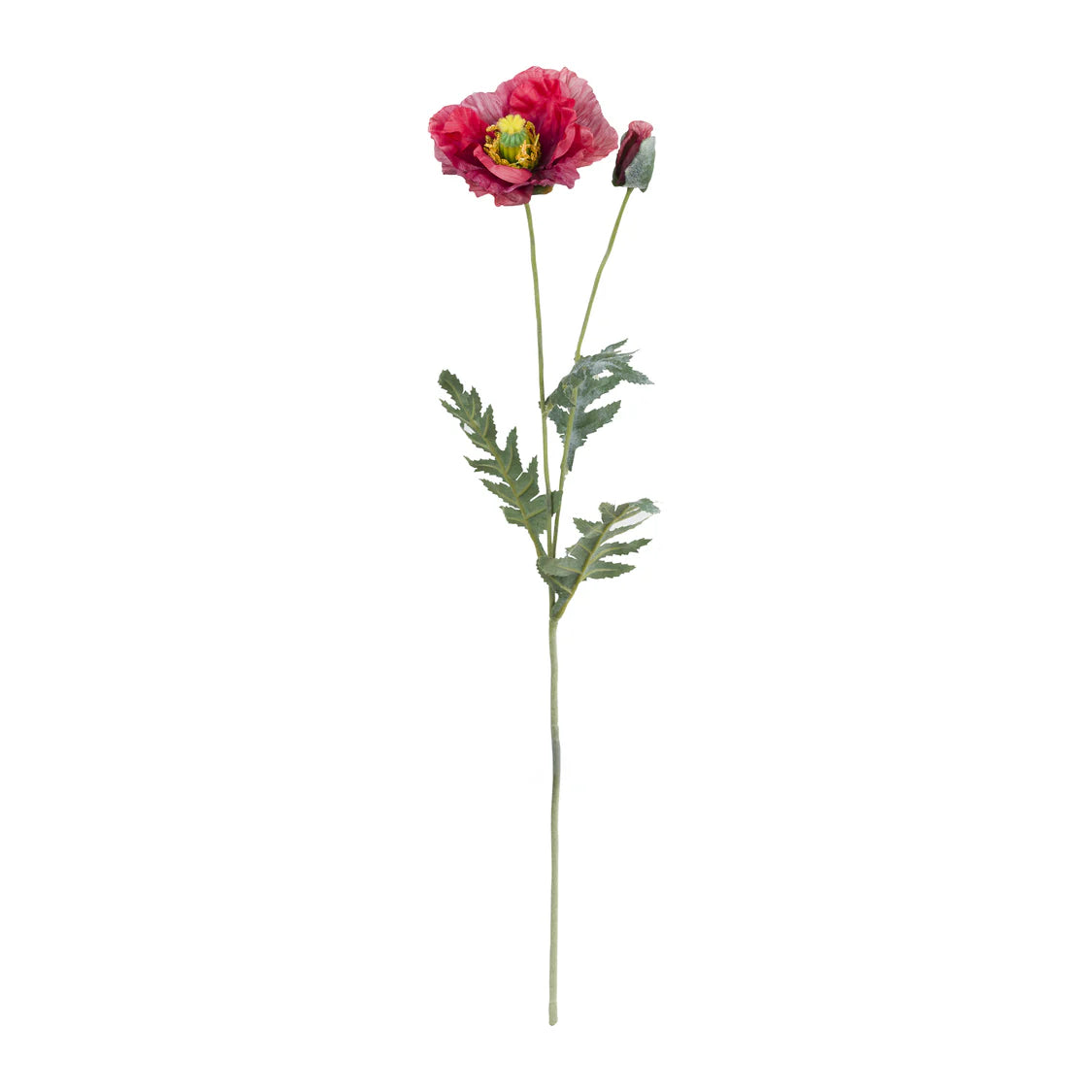 Fiorile Papavero Rosso