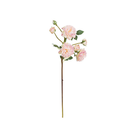 Fiorile Rosa Antonietta Rosa 54 Cm