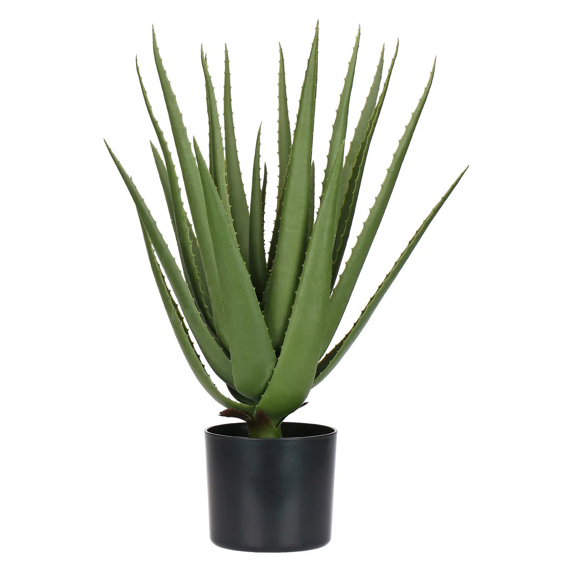 Piantala Aloe