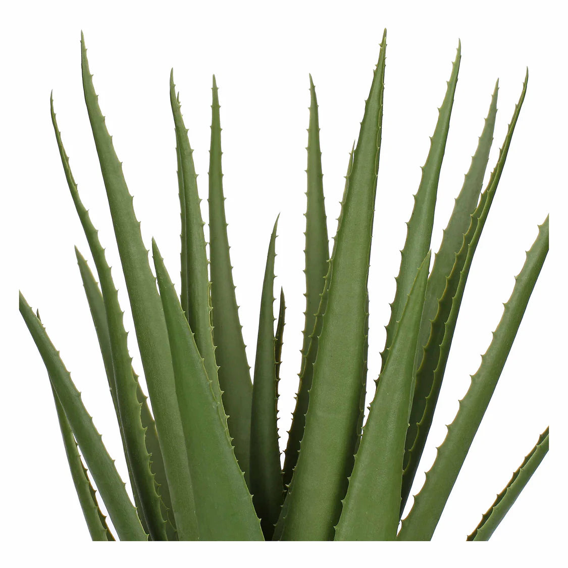 Piantala Aloe