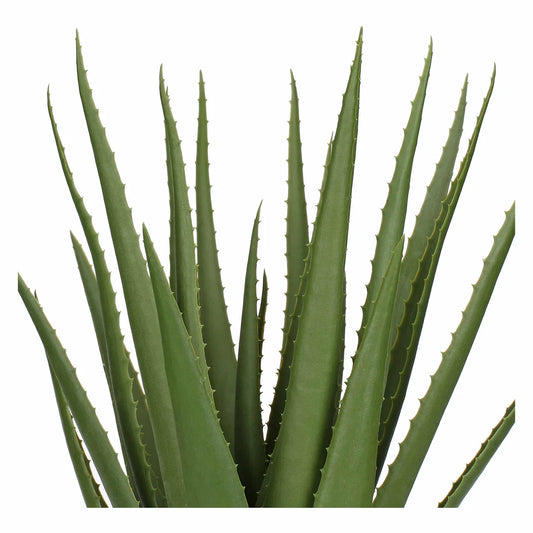 Piantala Aloe