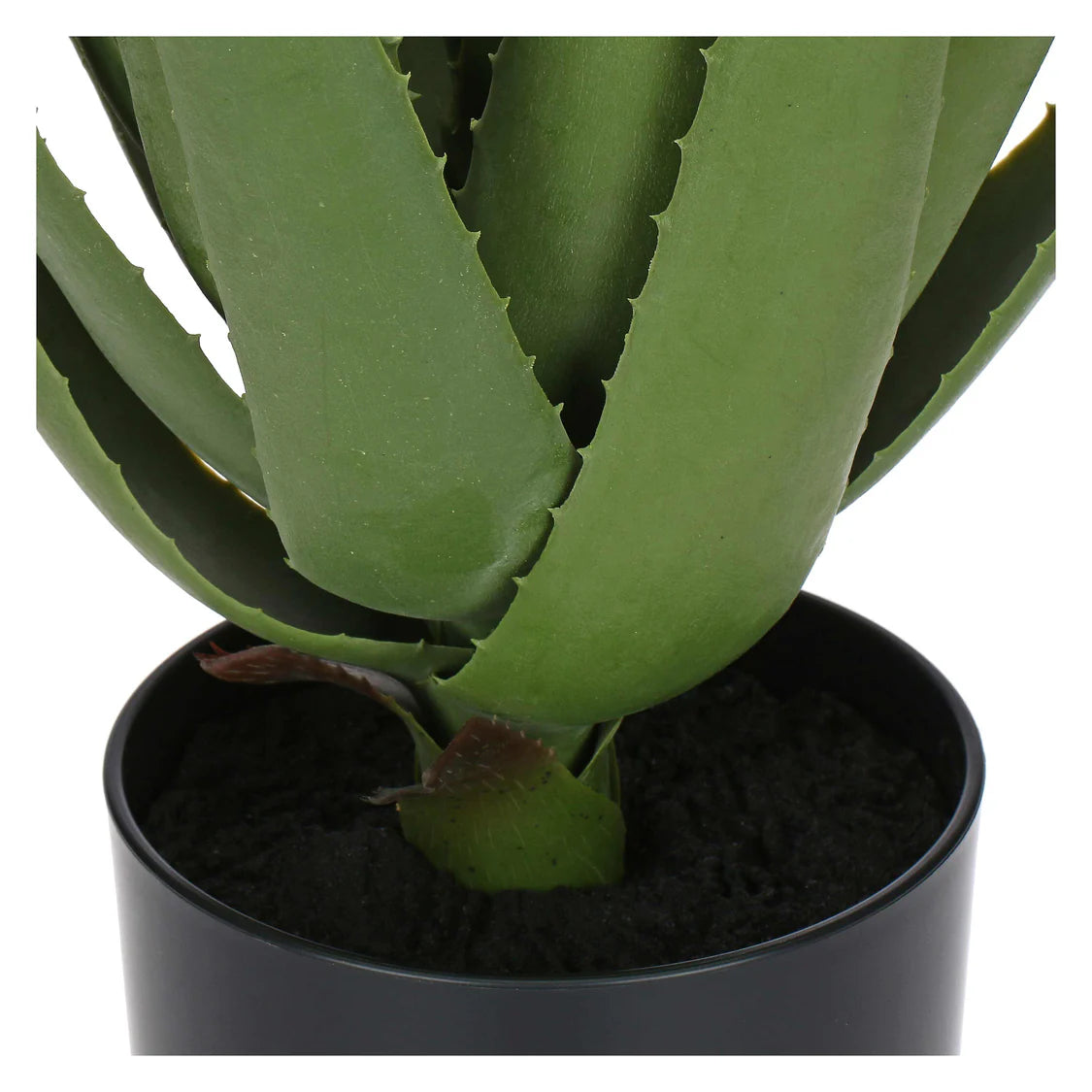Piantala Aloe
