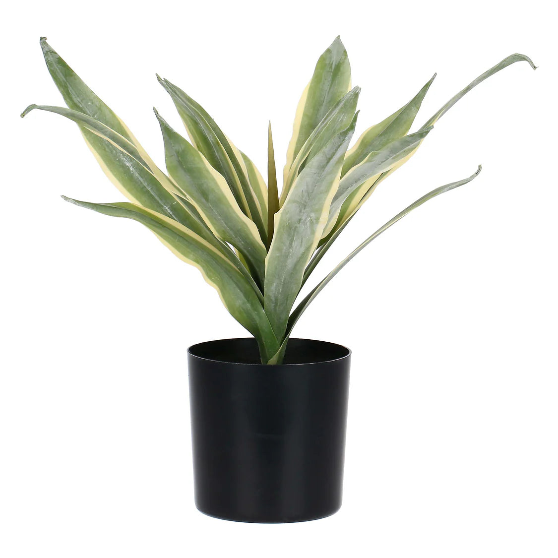 Piantala Agave S