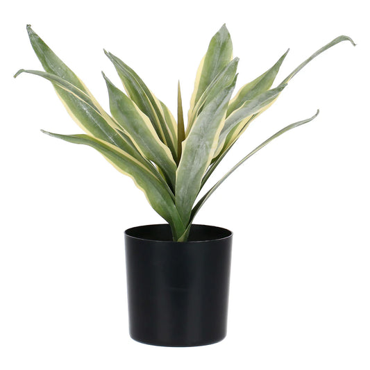 Piantala Agave S