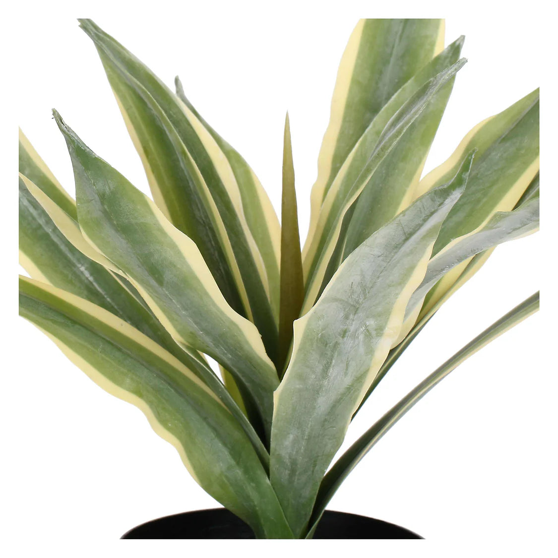 Piantala Agave S