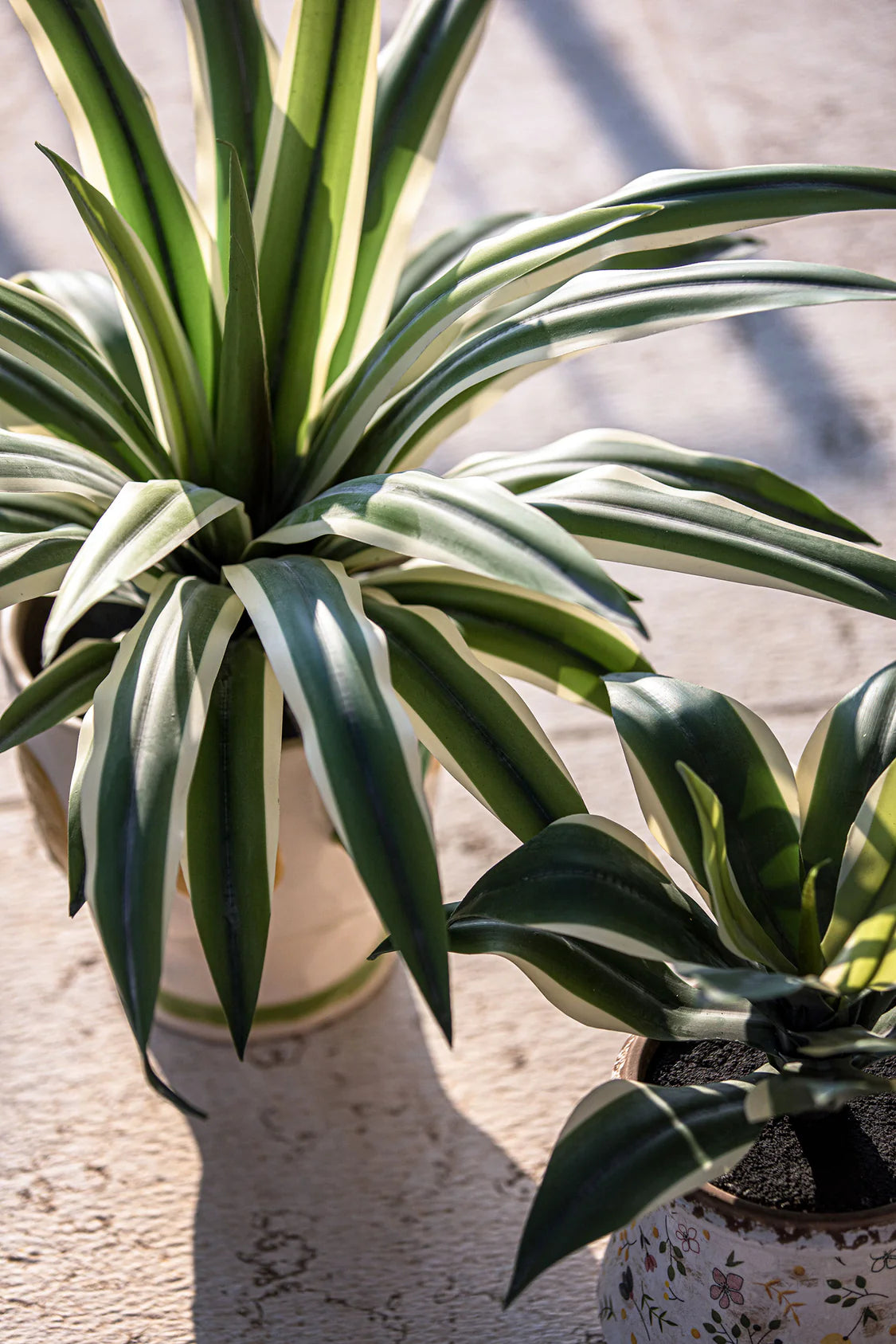 Piantala Agave S