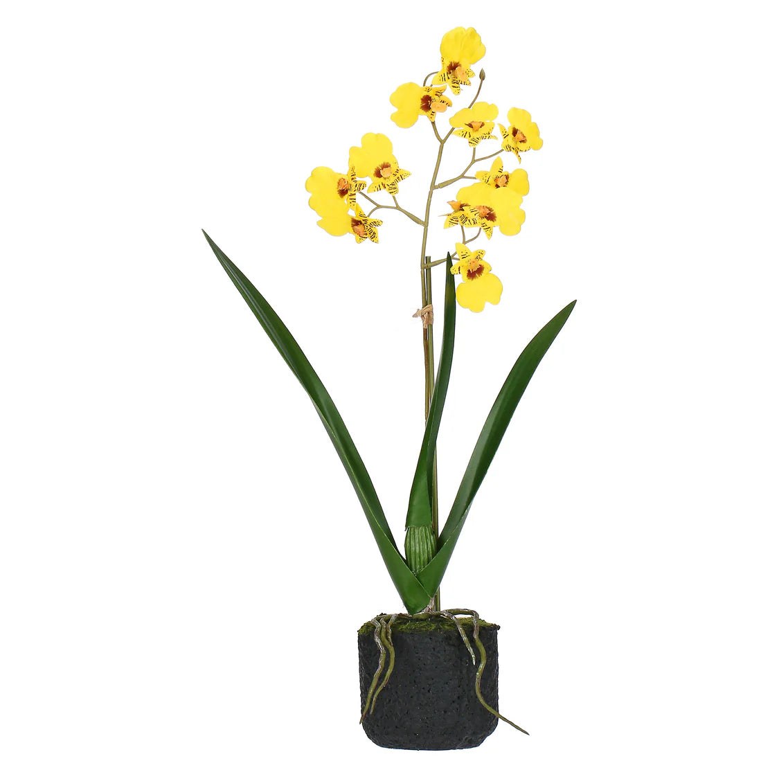 Veronica Zolla Oncidium Gialla S
