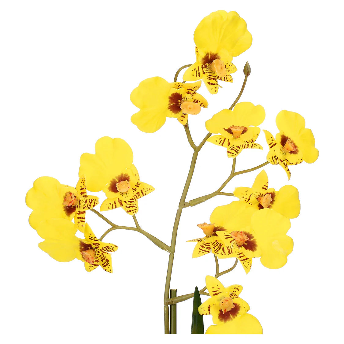 Veronica Zolla Oncidium Gialla S