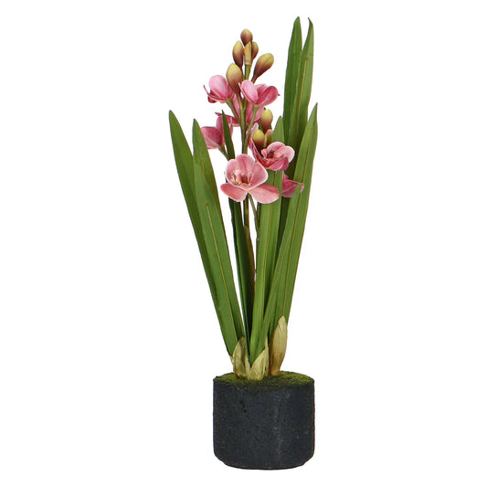 Veronica Zolla Cymbidium Rosa S