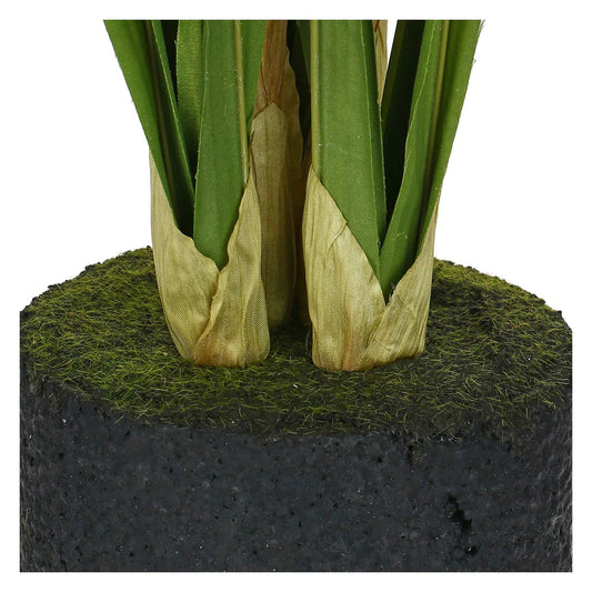 Veronica Zolla Cymbidium Rosa M