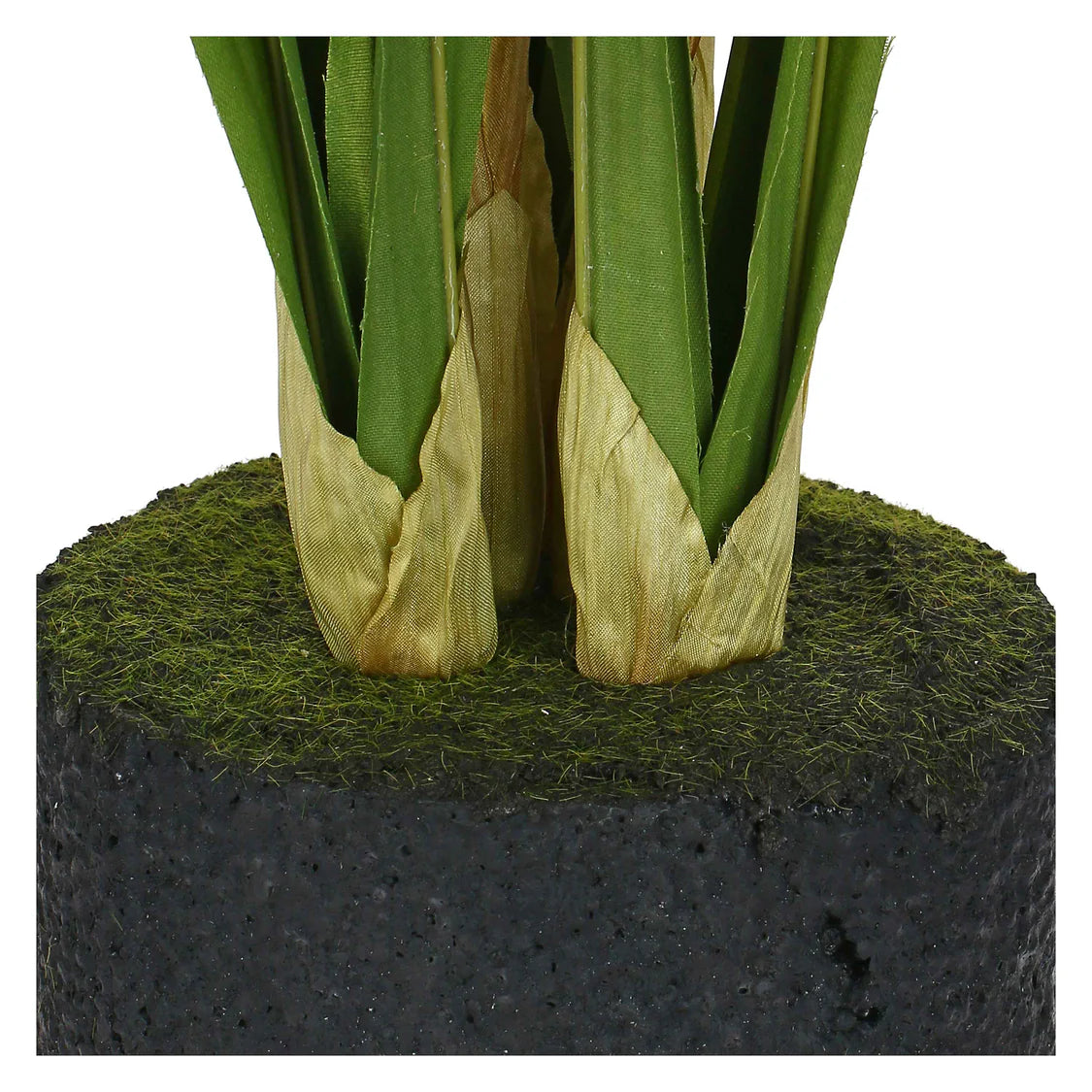 Veronica Zolla Cymbidium Rosa S