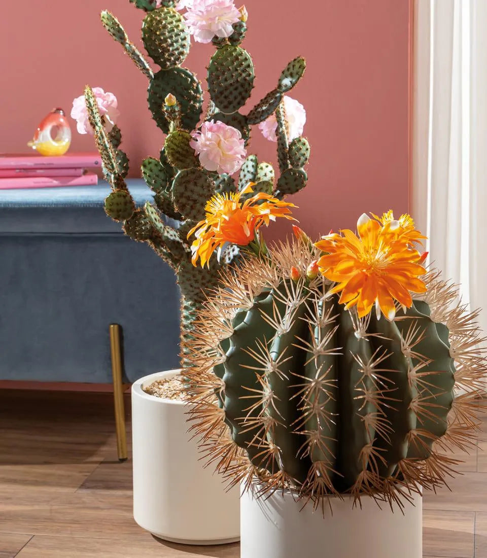 Cactus fiori arancioni