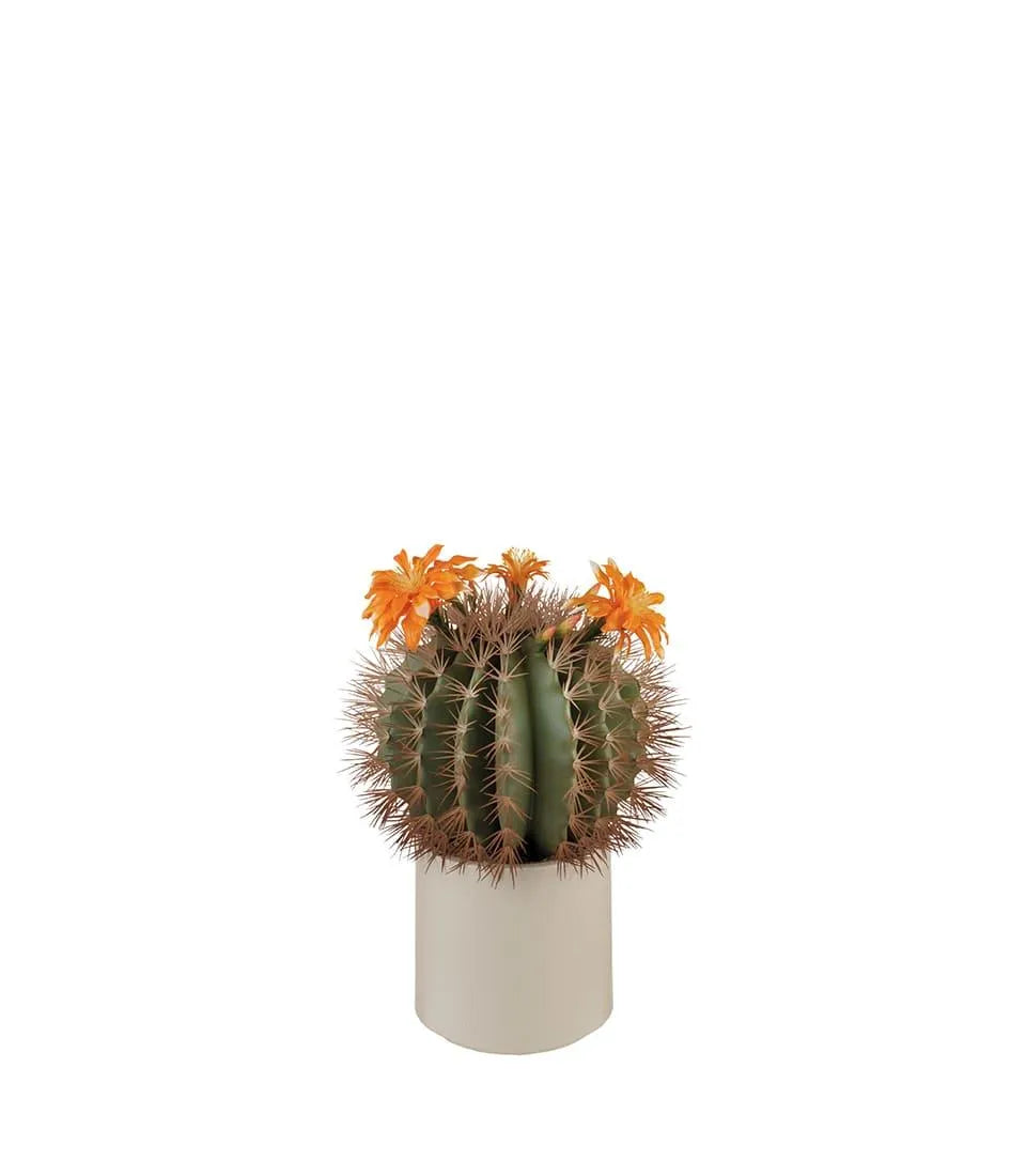 Cactus fiori arancioni