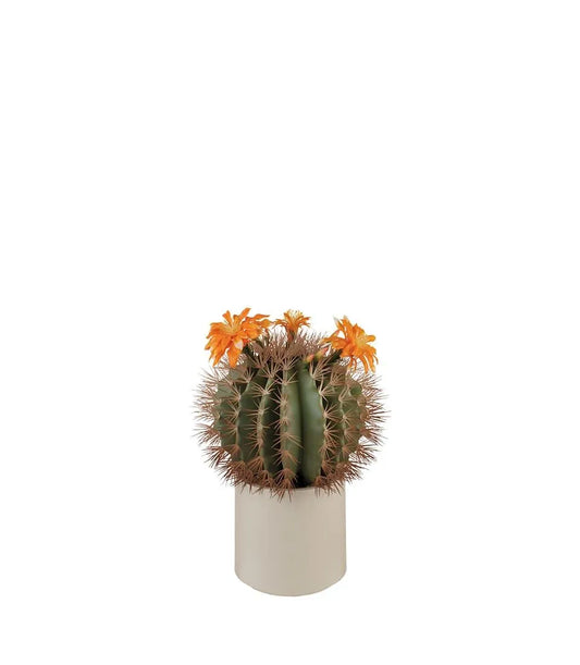 Cactus fiori arancioni
