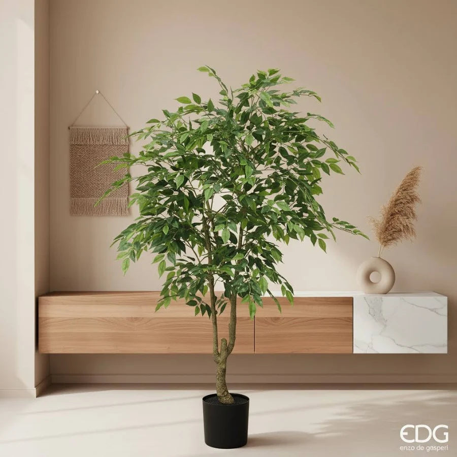 Ficus Beniamino Con Vaso H.130 C3