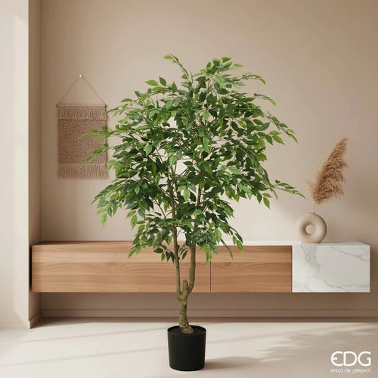 Ficus Beniamino Con Vaso H.130 C3