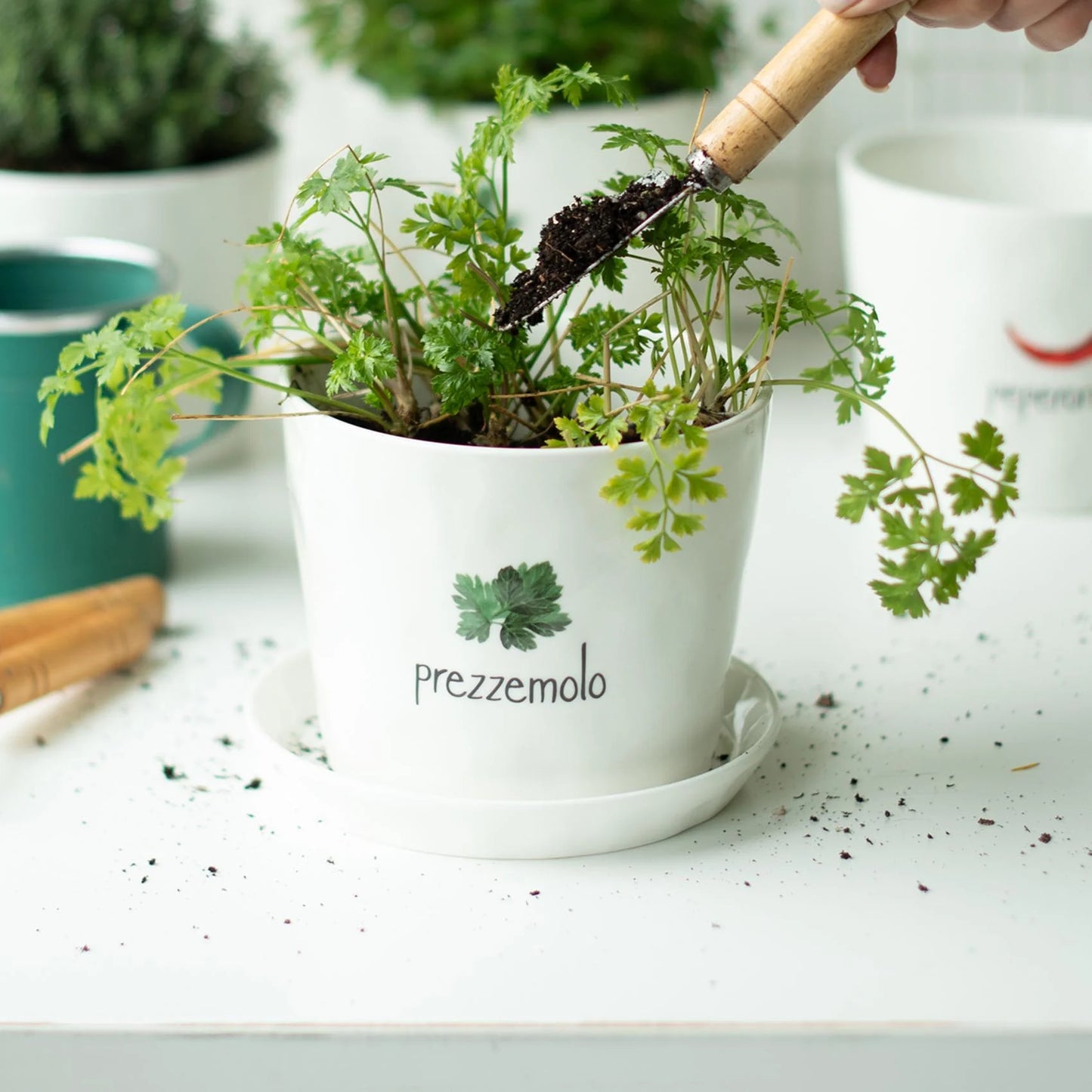 Vaso Prezzemolo, con sottovaso