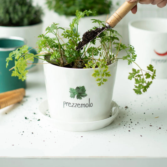 Vaso Prezzemolo, con sottovaso